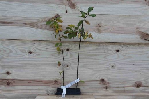 Carvalho felpudo, Quercus humilis - Quercus pubescens.