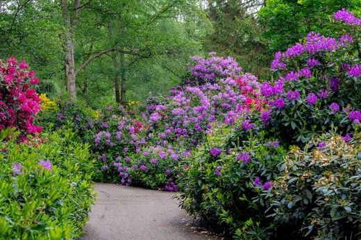 Rhododendron hybride