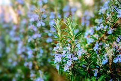 Romarin, Rosmarinus officinalis