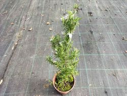 Romarin, Rosmarinus officinalis