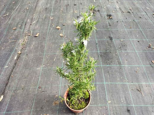 Romero, Rosmarinus officinalis