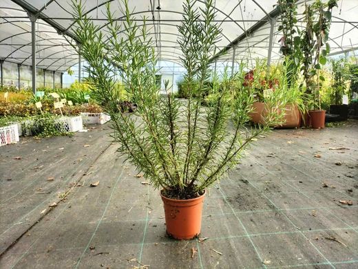 Romero, Rosmarinus officinalis