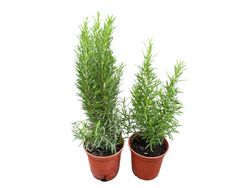 Romero, Rosmarinus officinalis