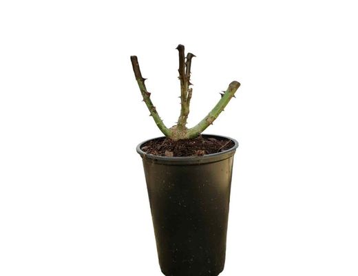Rose Antigone en pot 2L