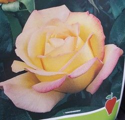 Rose Antigone en pot 2L