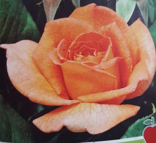 Rosal Betina naranja