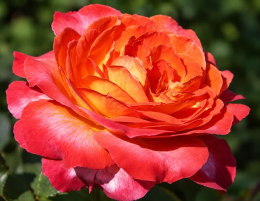 Rosa Betina laranja