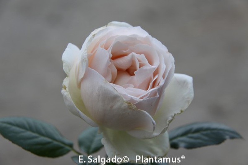 Rose Queen Elizabeth em vaso de 2L — Plantamus Nursery online