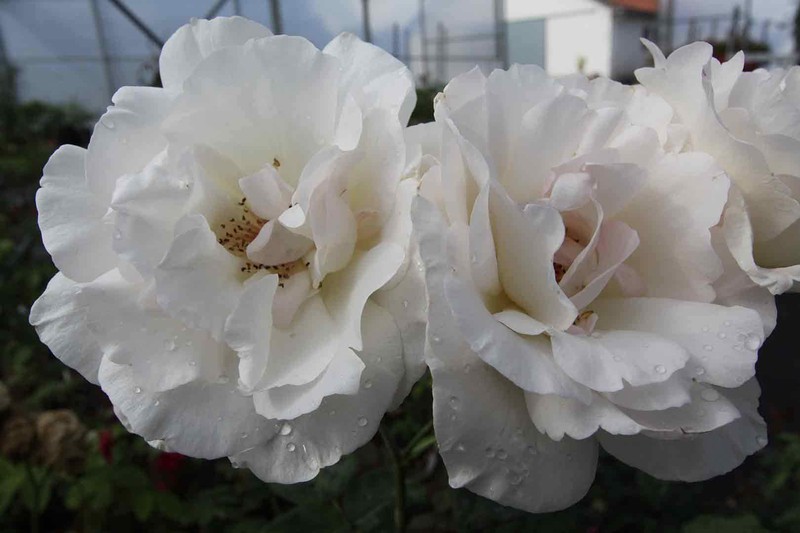 Rose Queen Elizabeth em vaso de 2L — Plantamus Nursery online
