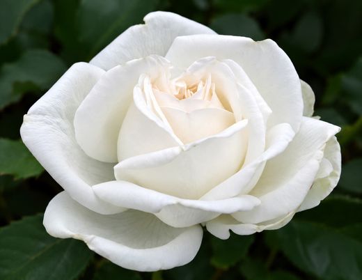 Roseira branca, White Neige