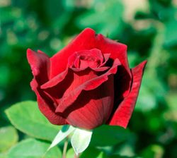 Roseira Chrysler Imperial