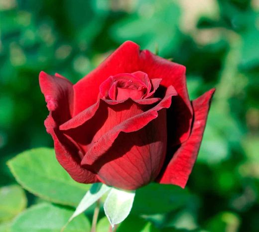 Roseira Chrysler Imperial