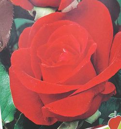 Roseira Chrysler Imperial