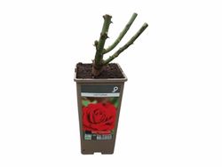 Rosa vermelha "Victoria"