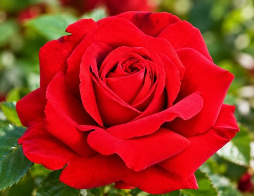 Rosa vermelha "Victoria"