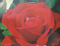 Rose Firmament en pot de 2L
