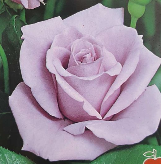 Rose Lady X en pot de 2L