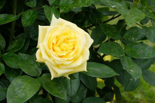 Rosal Landora