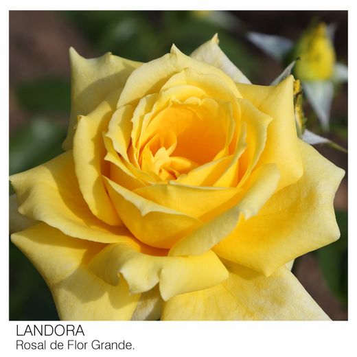 Rosal Landora