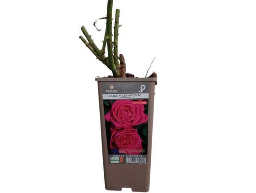 Rosier grimpeur Lolita Lempicka