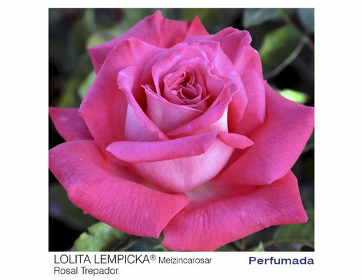 Roseira trepadeira Lolita Lempicka