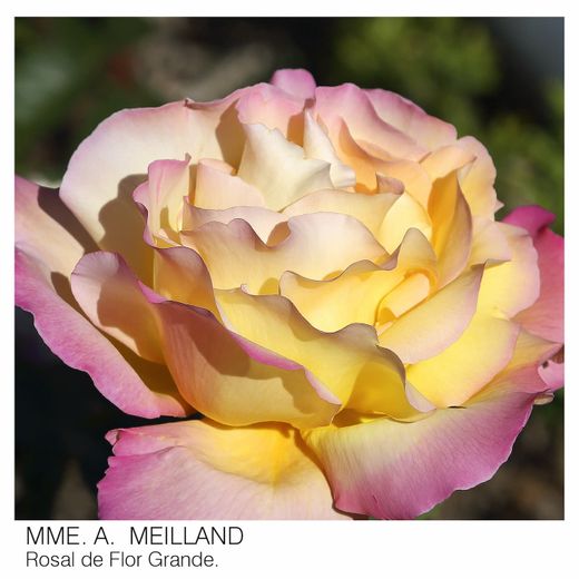 Roseira Mme A. Meilland, rosa em dois tons