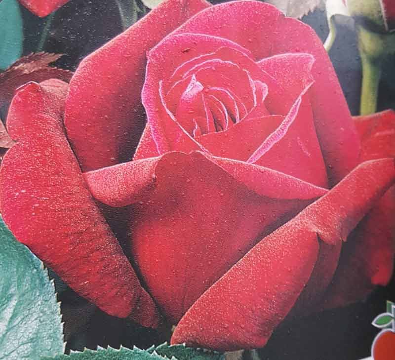 Quieres comprar rosales? Rosal Perla Negra — Plantamus Vivero online