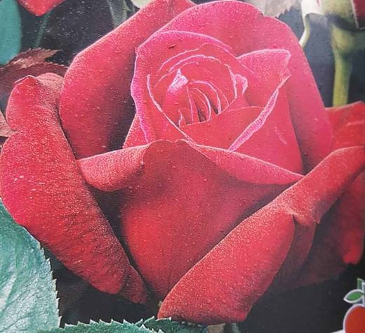 Black Pearl Rose en pot 2L