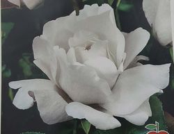 Roseira branca da rainha Elizabeth em vaso de 2L