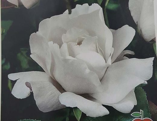 Roseira branca da rainha Elizabeth em vaso de 2L