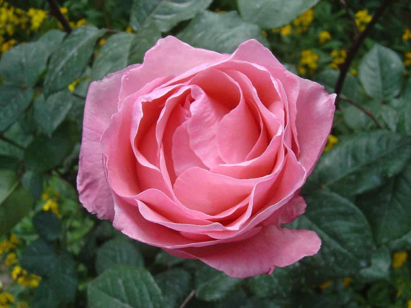 Rose Queen Elizabeth em vaso de 2L — Plantamus Nursery online