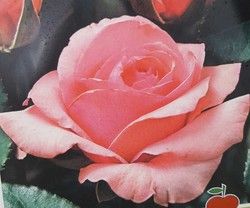 Rose Queen Elizabeth em vaso de 2L