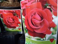 Rosa vermelha Rosa vermelha em vaso de 2 litros