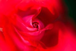 Rosa vermelha Rosa vermelha em vaso de 2 litros