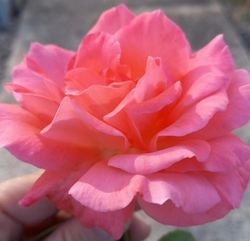 Rosa Romantica em vaso de 2L