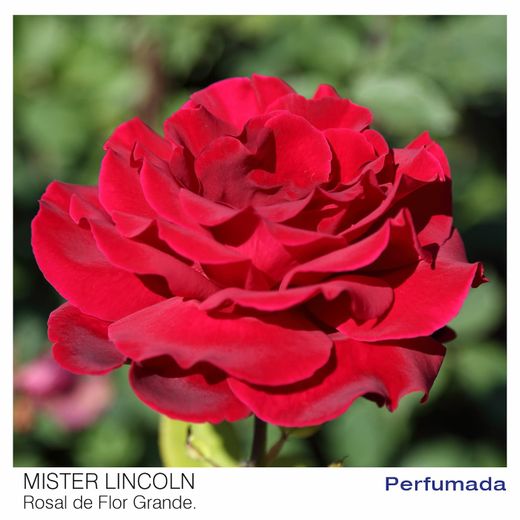 Roseira vermelha "Mr. Lincoln"