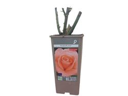 Roseira Rosaplant