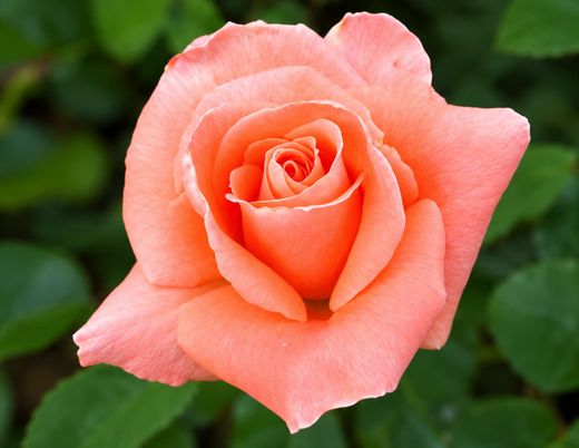 Roseira Rosaplant