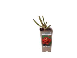 Rosa trepadeira Bolshoi