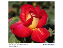 Rosa trepadeira Bolshoi