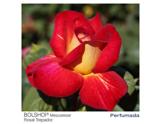 Rosa trepadeira Bolshoi