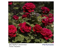Roseira trepadeira Botero