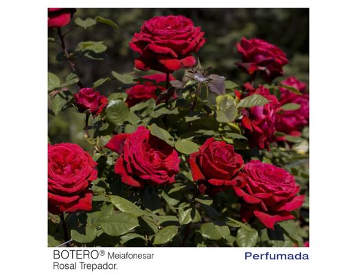 Roseira trepadeira Botero