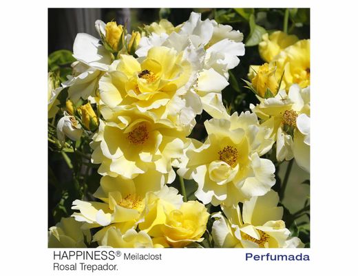 Roseira trepadora Happiness