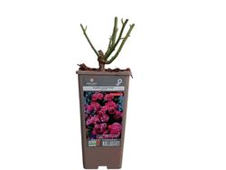 Roseira trepadora Ines Sastre