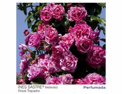 Roseira trepadora Ines Sastre