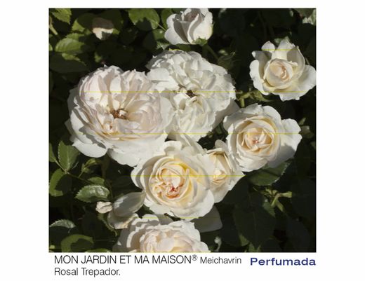 Roseira trepadora Mon Jardin Et Ma Maison