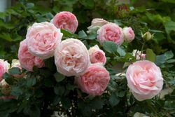 Rosa trepadeira Pierre de Ronsard
