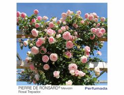 Rosa trepadeira Pierre de Ronsard