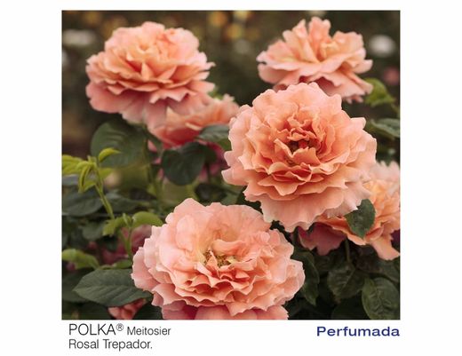 Roseira trepadora Polka